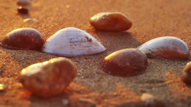 Conchas Ola Playa — Vídeo de stock