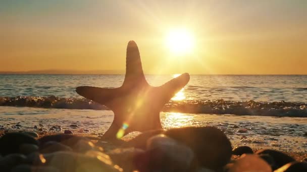 Starfish Beach Sunset Sea — Stock Video