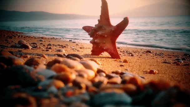 海星在海滩日落海 — 图库视频影像