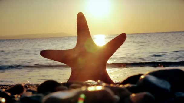 Море Заката Морской Звезды — стоковое видео