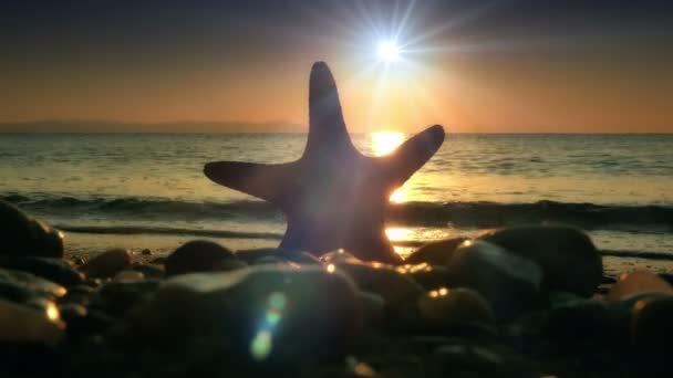 Starfish Sunset Sea — Stock Video