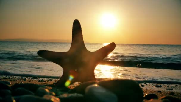 Starfish Sunset Sea — Stock Video