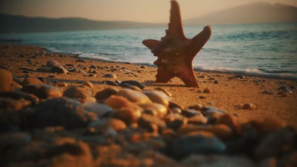 Starfish Sunset Sea — Stock Video