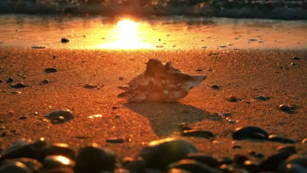 Раковины Пляжа Волна — стоковое видео