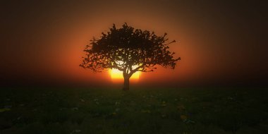 gündoğumu ağaç sahada