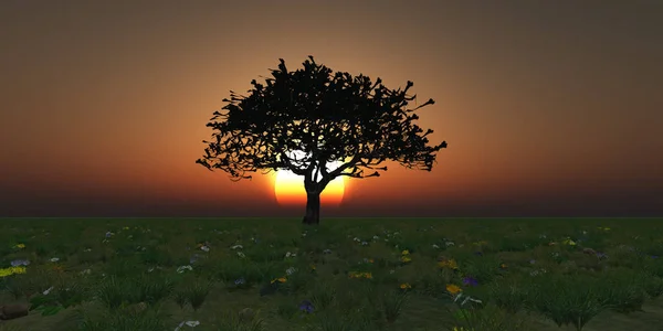 gündoğumu ağaç sahada