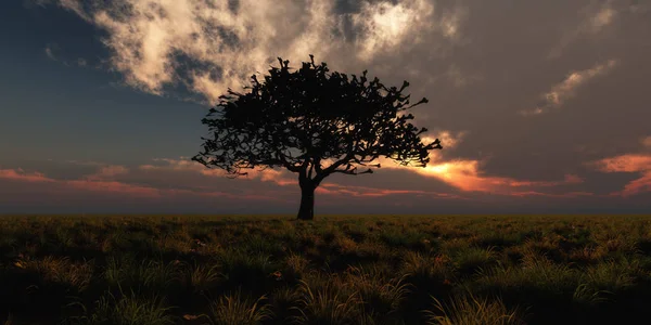 Albero Alba Sul Campo — Foto Stock