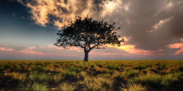 gündoğumu ağaç sahada