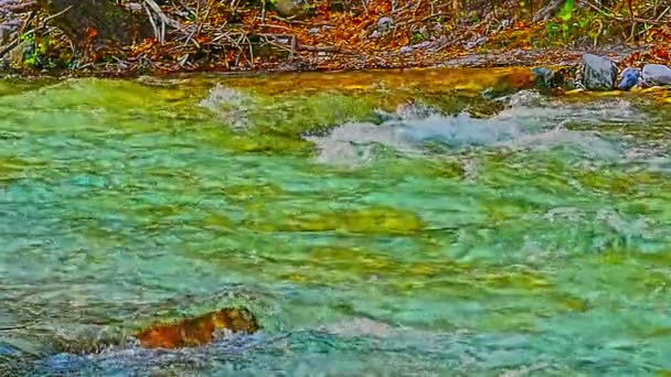 Crystal Clear Stream Slow Motion — Stock Video