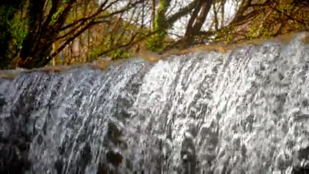 Cascade Dans Forêt — Video