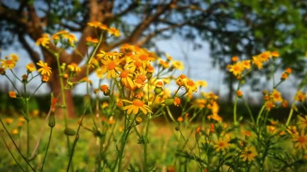 Flores Macro Amarelo Prado — Vídeo de Stock