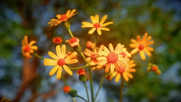 Makro Çayırda Çiçekler Sarı — Stok video