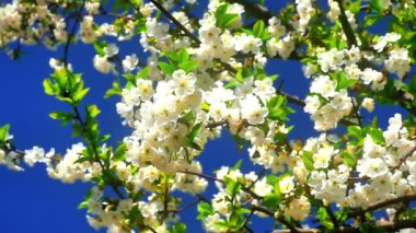 Japon kiraz çiçekleri çiçek