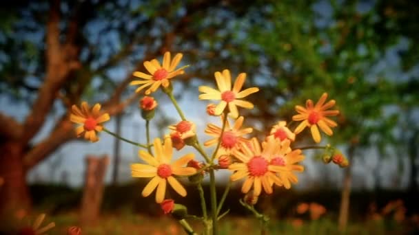 Fleurs Jaune Macro Dans Prairie — Video