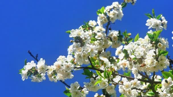 Kwiaty Japoński Wiśniowych Kwiatów — Wideo stockowe