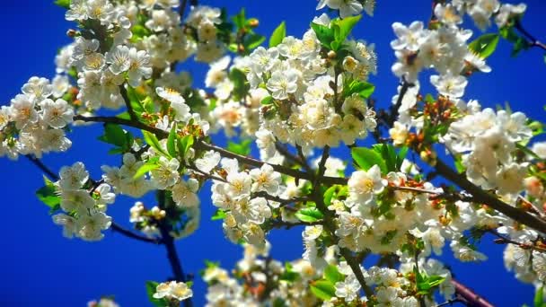 Flores Flores Cereja Japonesas — Vídeo de Stock