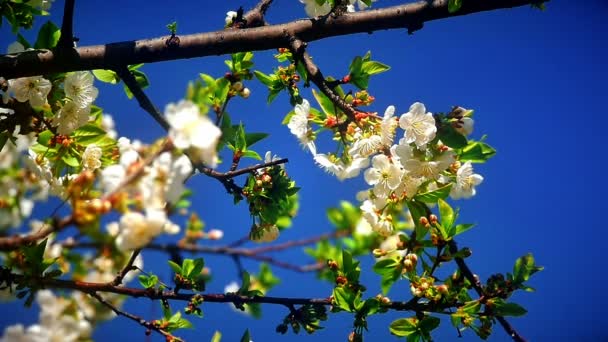 Flowers Japanese Cherry Blossoms — Stock Video