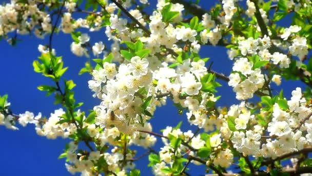 Fleurs de fleurs de cerisier japonais 