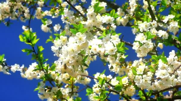 Flores Flores Cereja Japonesas — Vídeo de Stock