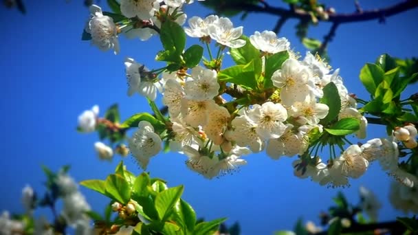 Virágok Japán Cseresznye Virágok — Stock videók