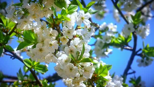 Bloemen Van Japanse Kersenbloesem — Stockvideo