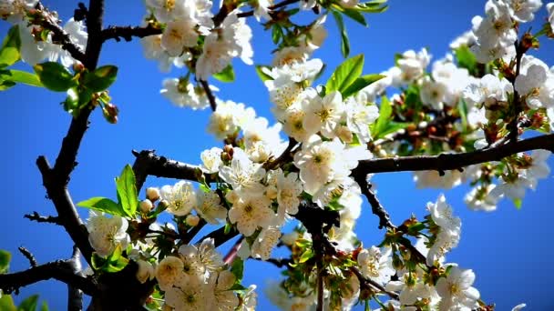 Blommor Japanska Körsbärsblommor — Stockvideo