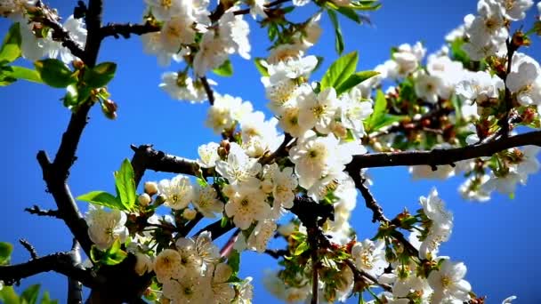 Blommor Japanska Körsbärsblommor — Stockvideo