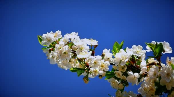 Květy japonských třešňových květů