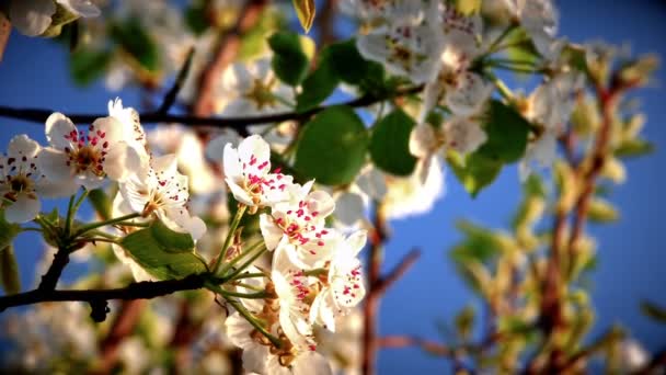 Flores Flores Cerezo Japonés — Vídeos de Stock
