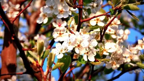 Flores Flores Cereja Japonesas — Vídeo de Stock