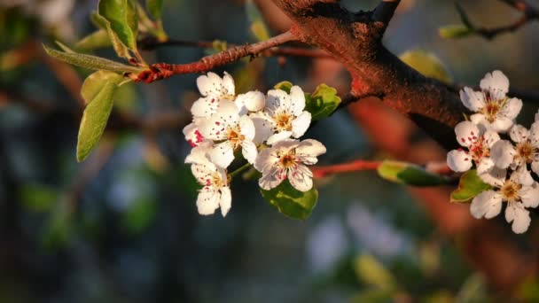 Fiori Fiori Ciliegio Giapponesi — Video Stock