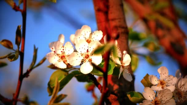 Flores Flores Cereja Japonesas — Vídeo de Stock