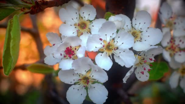 Flores Flores Cereja Japonesas — Vídeo de Stock