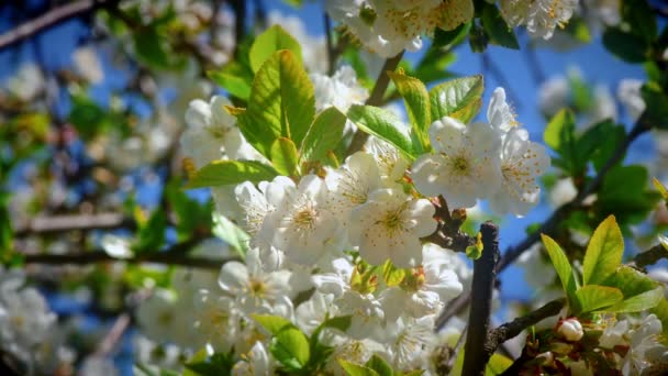 Blommor Japanska Körsbärsblommor — Stockvideo