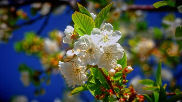 Flores Flores Cerezo Japonés — Vídeo de stock