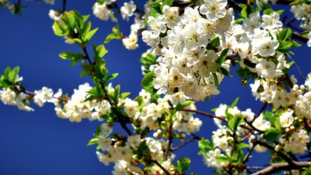 Blomster Japansk Kirsebær Blomstrer – stockvideo