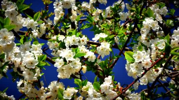 Flores Flores Cereja Japonesas — Vídeo de Stock