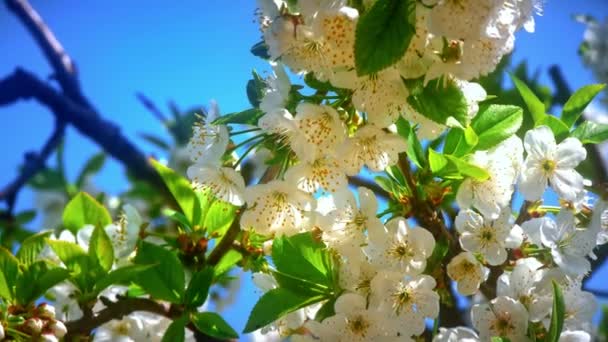 Flores Flores Cerezo Japonés — Vídeos de Stock