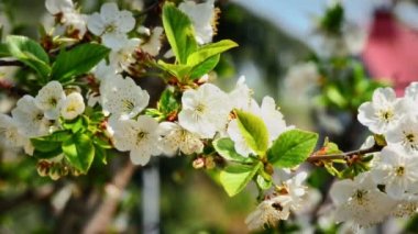 Japon kiraz çiçekleri 4k çiçekler