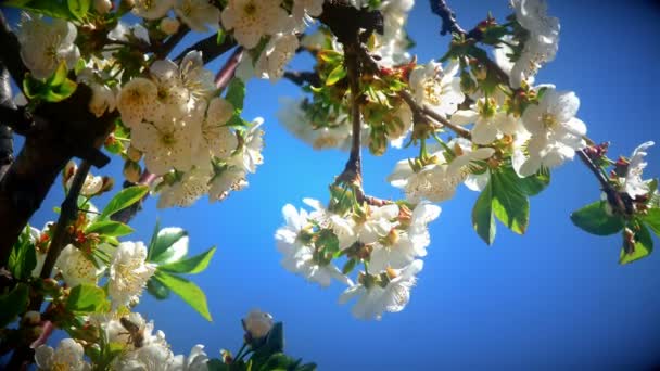 Blommor Japanska Körsbärsblommor — Stockvideo