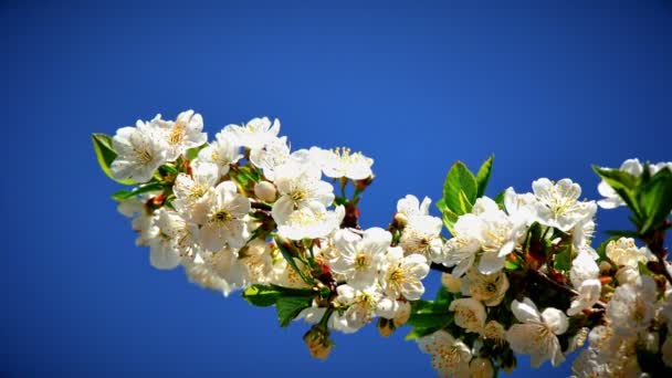 Kwiaty Wiśni Japońskiej — Wideo stockowe