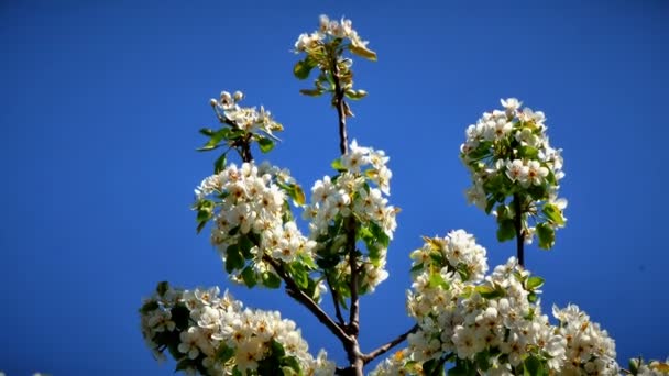 Květy Japonských Třešňových Květů — Stock video