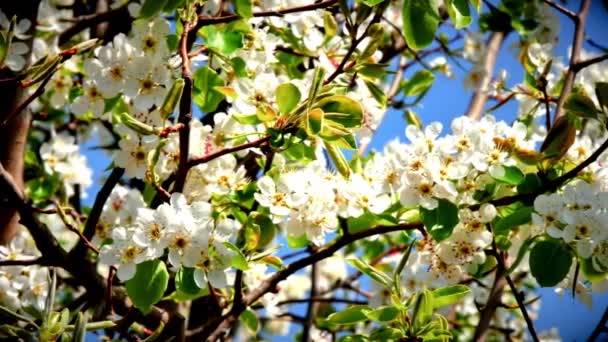 Fleurs Fleurs Cerisier Japonais — Video
