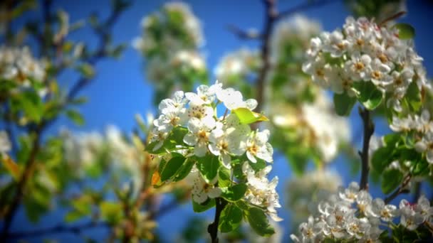 Flores Flores Cereja Japonesas — Vídeo de Stock