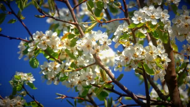 Virágok Japán Cseresznye Virágok — Stock videók