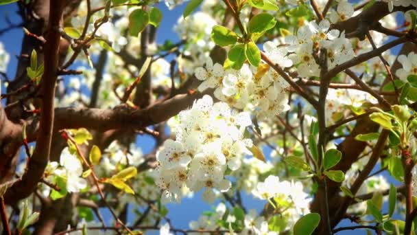 Fiori Fiori Ciliegio Giapponesi — Video Stock