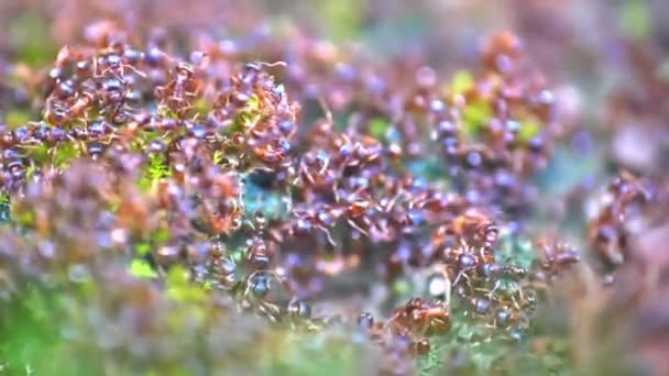 Yerdeki Karıncalar Makro Yavaş Çekim — Stok video