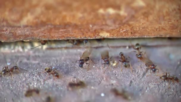 Mieren Vleugels Macro Slow Motion — Stockvideo