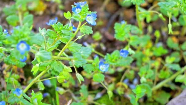 草の上の犬野生の紫色の花4K — ストック動画