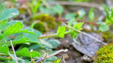 yeşil çimenler makro 4k sahasında